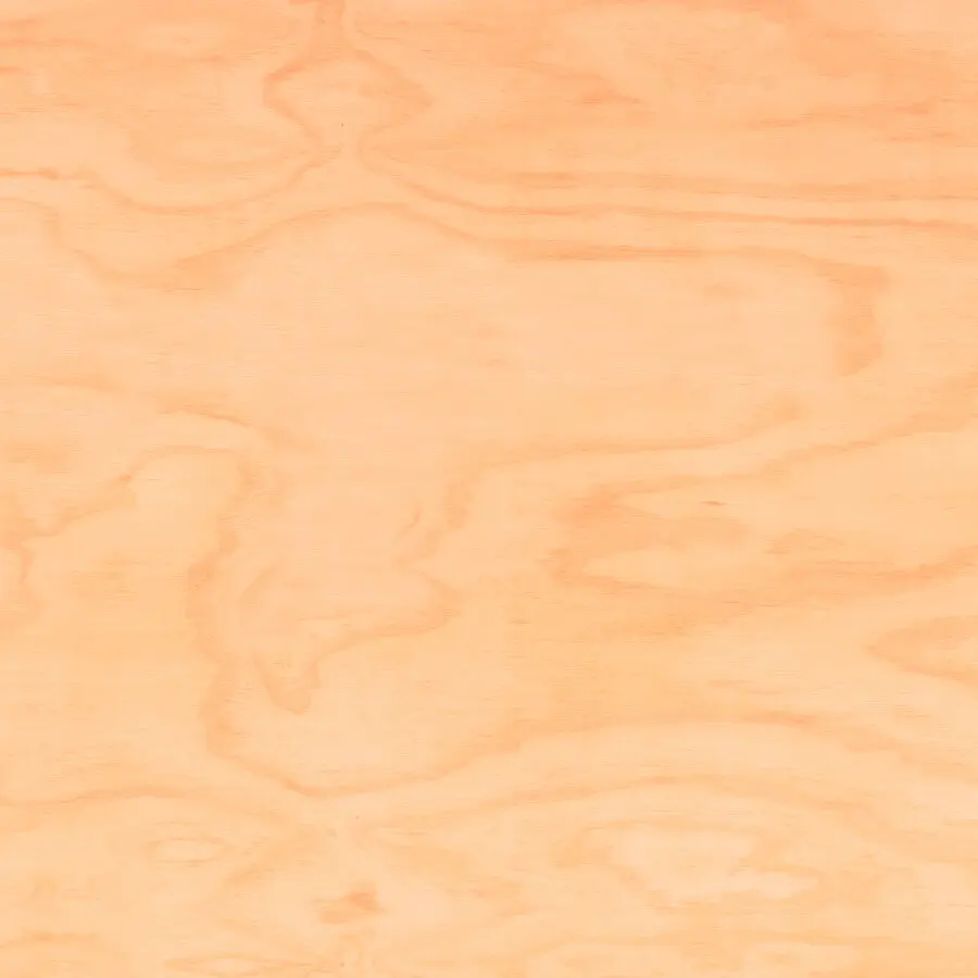 Chilean Pine 