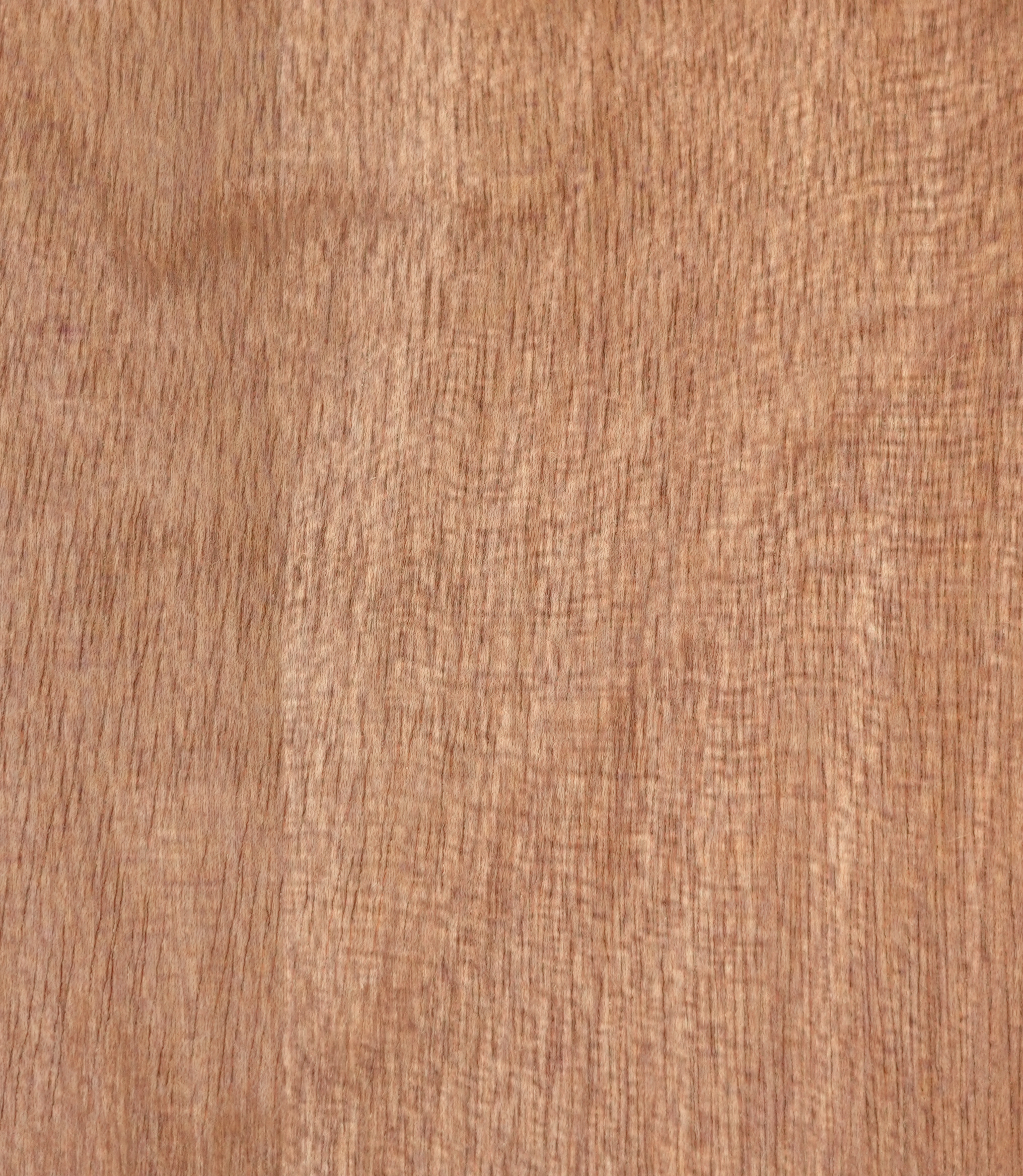 Rapidline Pacific Maple 